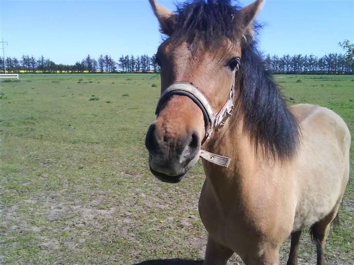 Anden særlig race Abby - haha billede 13