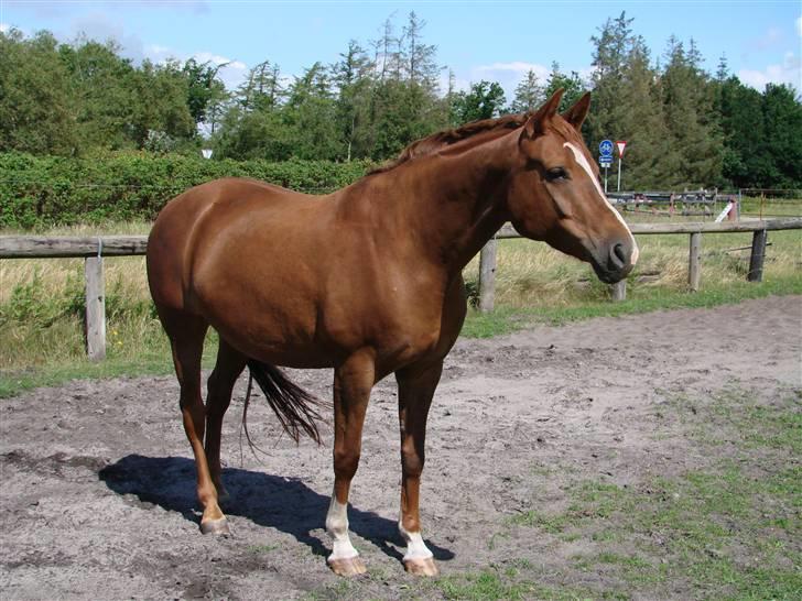 Dansk Varmblod Chanell billede 9