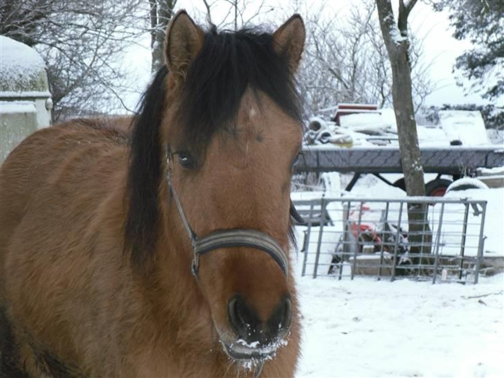 Anden særlig race Abby - i sne billede 15