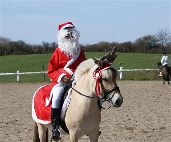 Fjordhest Sirocco l SpringPonyen!<3 - Julemanden og Rudolf som lige har været inde og få en 1. plads :D billede 4