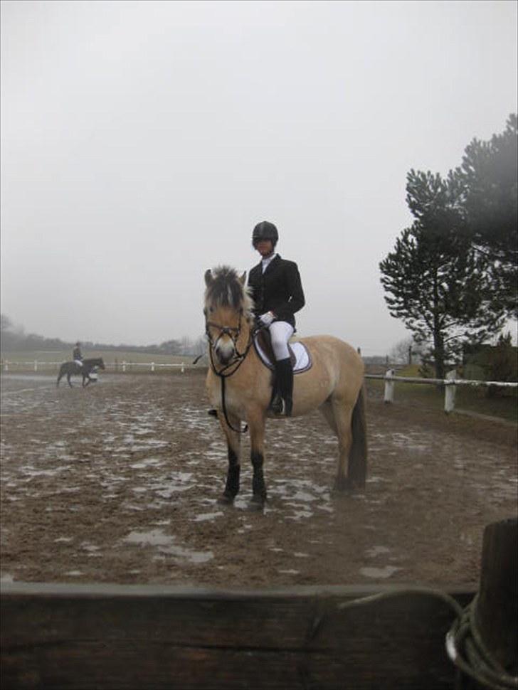 Fjordhest Sirocco l SpringPonyen!<3 - Verdens 2. bedste equipage :´D billede 7