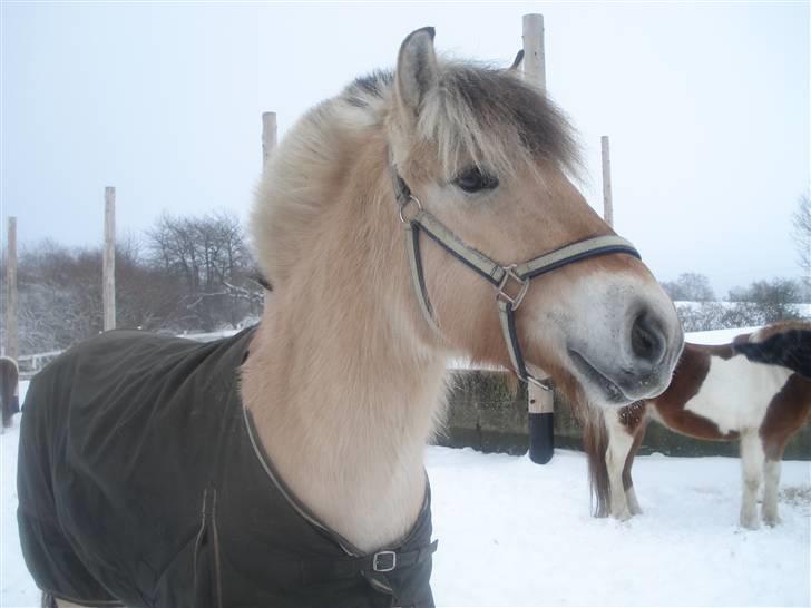 Fjordhest Sirocco l SpringPonyen!<3 - Sneeee!:D billede 10