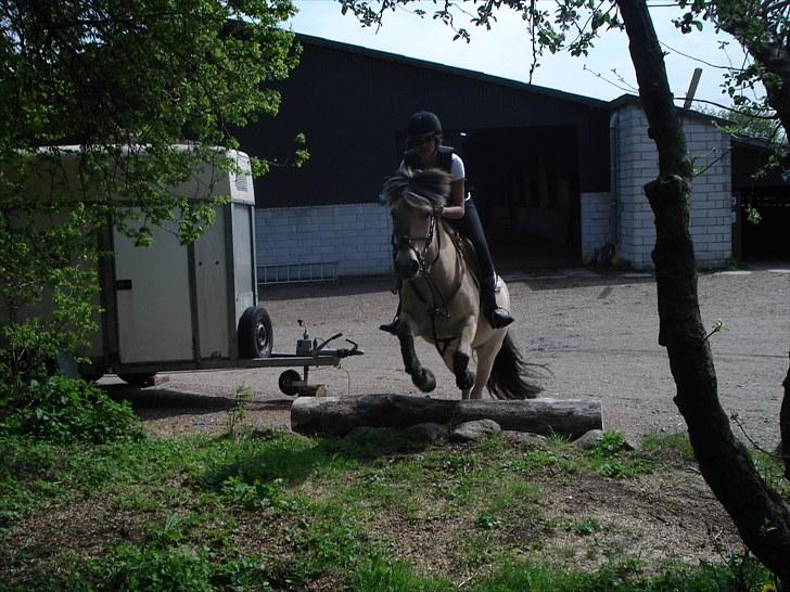 Fjordhest Sirocco l SpringPonyen!<3 - Wow, Totalt military... Ej hehe vi er på vej op af en træstamme ;-) billede 12