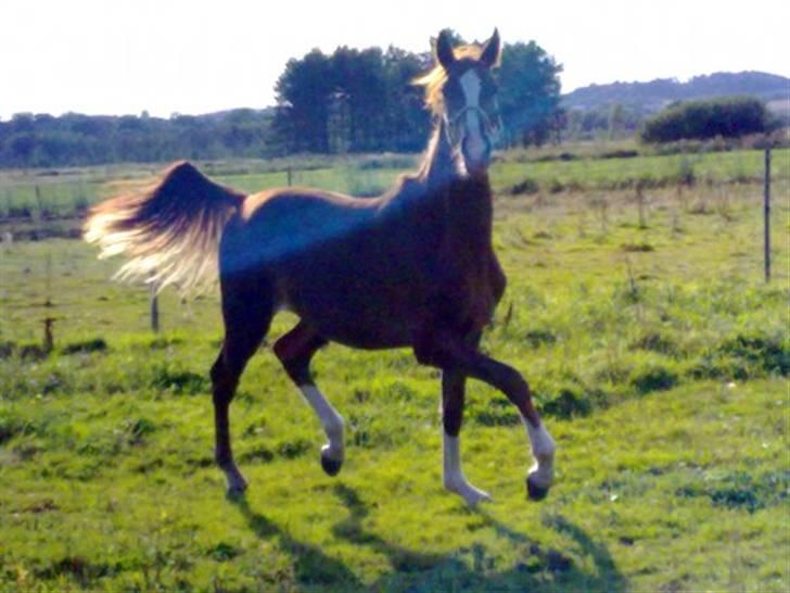 Anden særlig race *Mimers first Champ* - 1½år billede 2