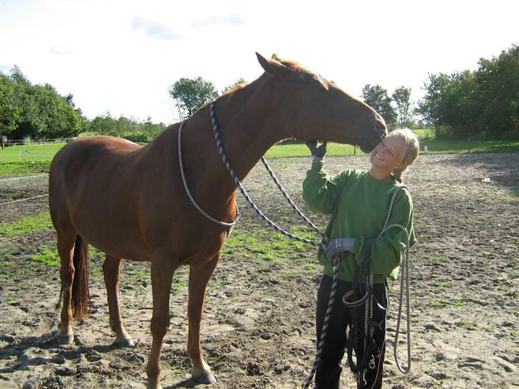 Dansk Varmblod Manja billede 11