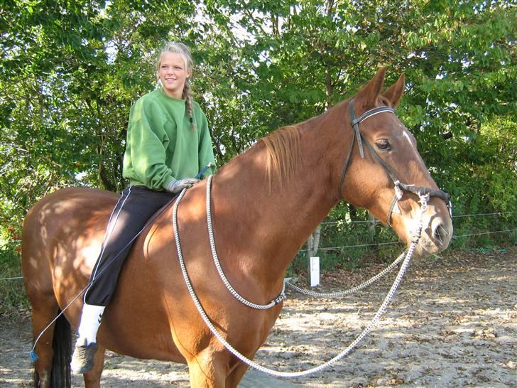 Dansk Varmblod Manja billede 12