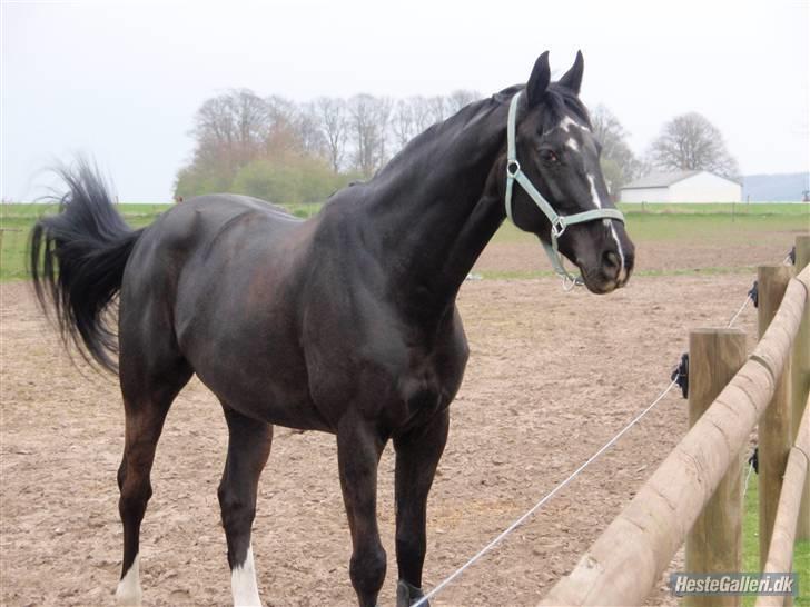 Selle Francais Katangas De Breve * Den bedste af alle, min drøm - Skønt fold billede af prins charming billede 4