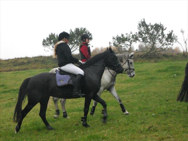 Welsh Cob (sec D) Holly - jagt!!!. billede 8