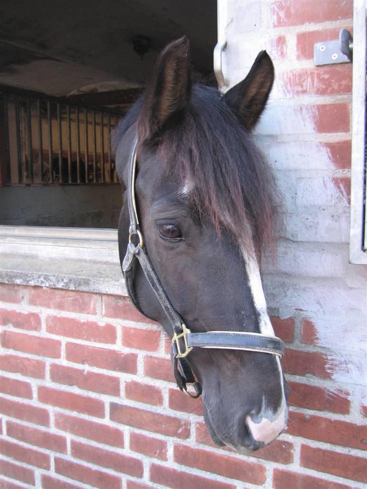 Anden særlig race Blackie - hun er lidt sød her :D foto: mig, august 08 billede 16