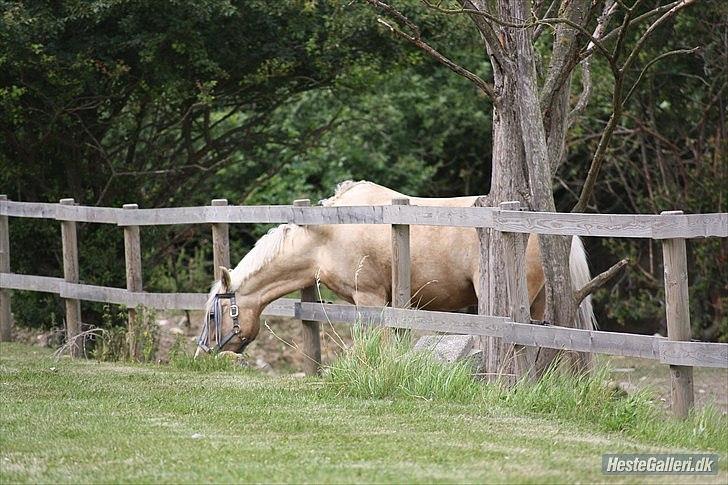 Anden særlig race WILD SECRET. BLINKENDE STJERNE - Det væsentlige er usynligt for øjet, kun med hjertet kan man se rigtigt.. billede 5