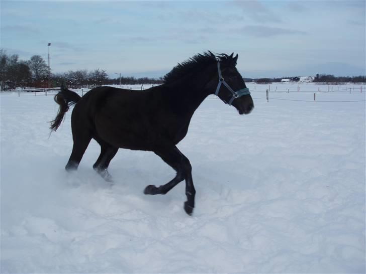 Holstener Lannox Borg-vitz- solgt billede 2