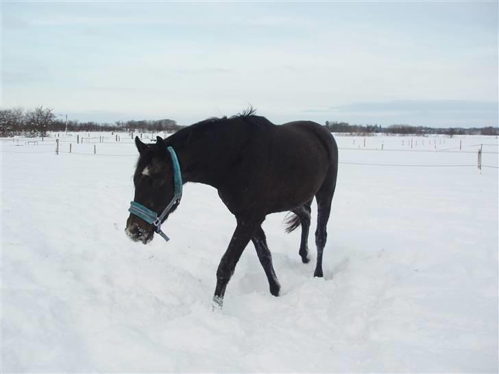 Holstener Lannox Borg-vitz- solgt billede 4