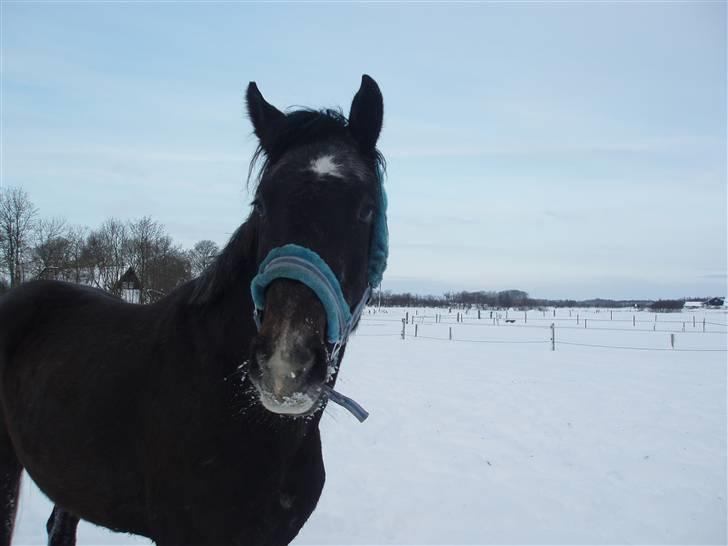 Holstener Lannox Borg-vitz- solgt billede 5