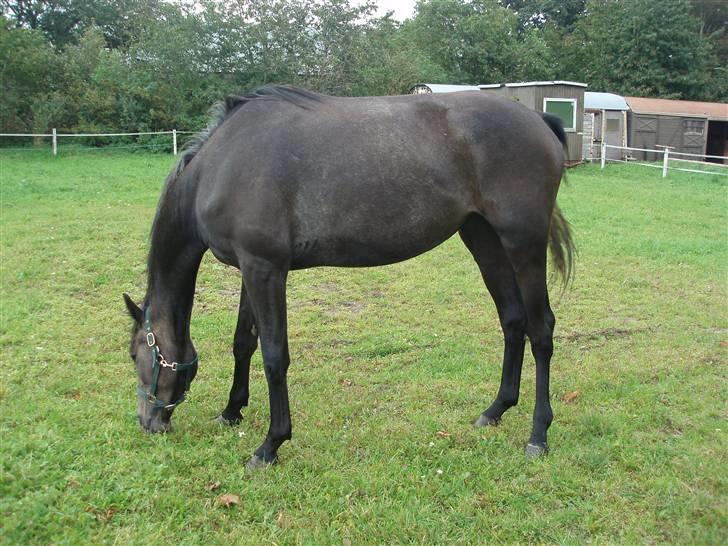 Holstener Lannox Borg-vitz- solgt - Da Lannox kom ned på rideskolen sep.2009 billede 6