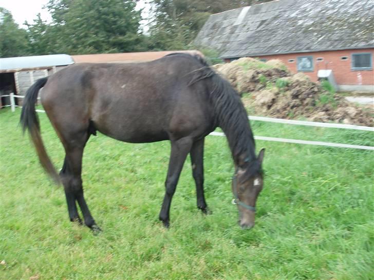 Holstener Lannox Borg-vitz- solgt billede 7