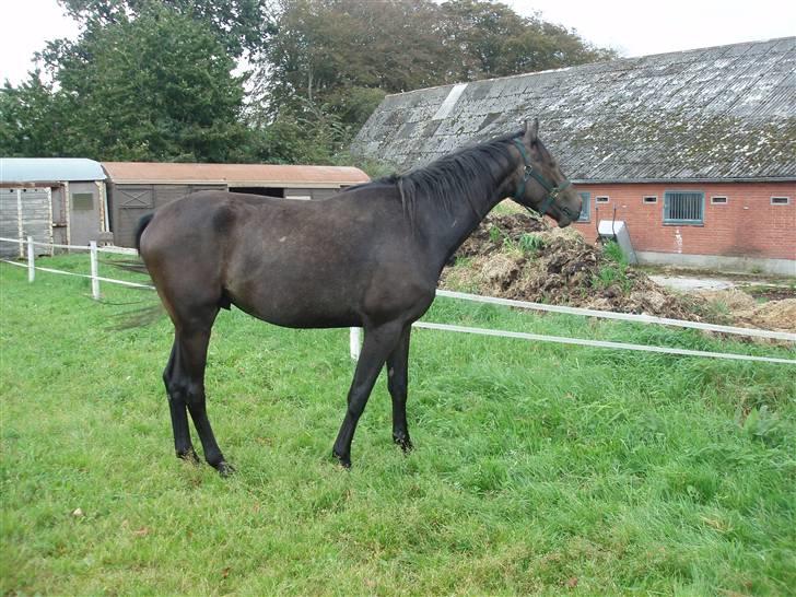 Holstener Lannox Borg-vitz- solgt - Det lille pus... billede 8