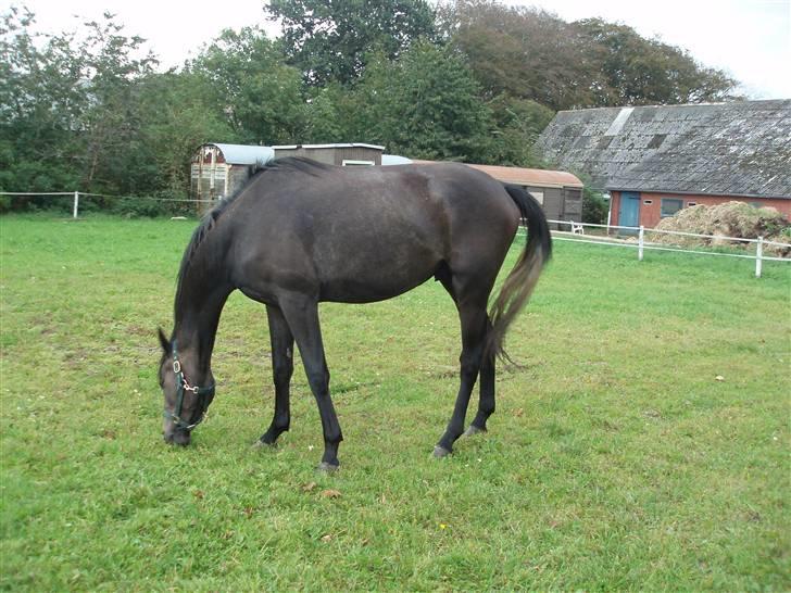 Holstener Lannox Borg-vitz- solgt billede 9