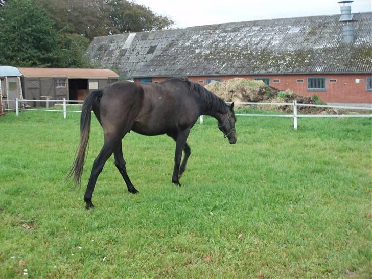 Holstener Lannox Borg-vitz- solgt billede 10