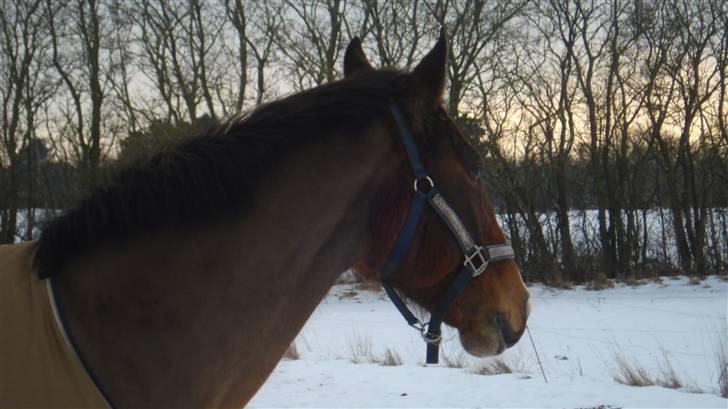 Dansk Varmblod Lavendel (Mouse) - Mouse i sneen billede 8