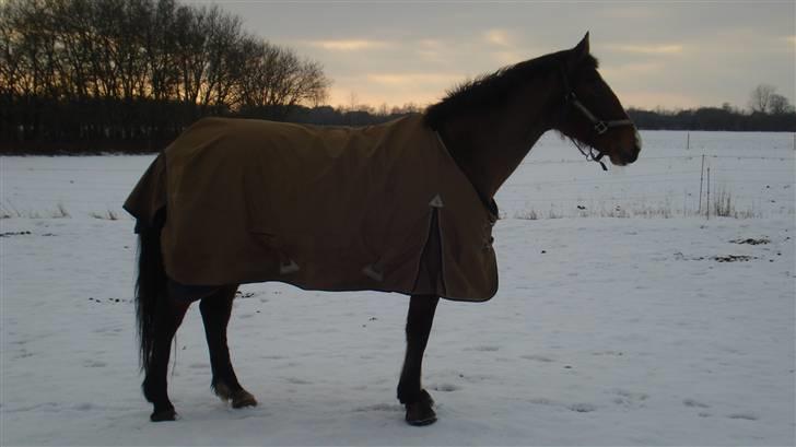 Dansk Varmblod Lavendel (Mouse) - Mouse i sneen billede 9
