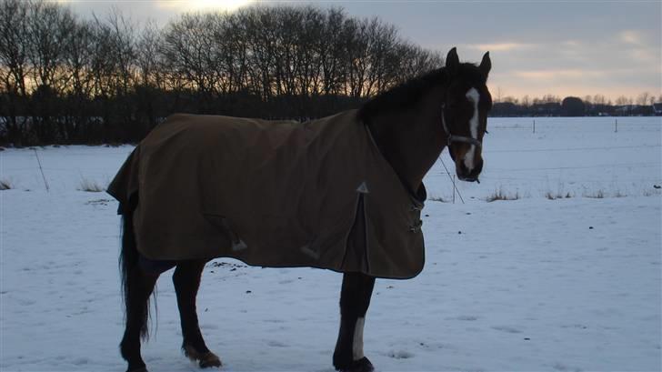 Dansk Varmblod Lavendel (Mouse) - Mouse i sneen billede 10