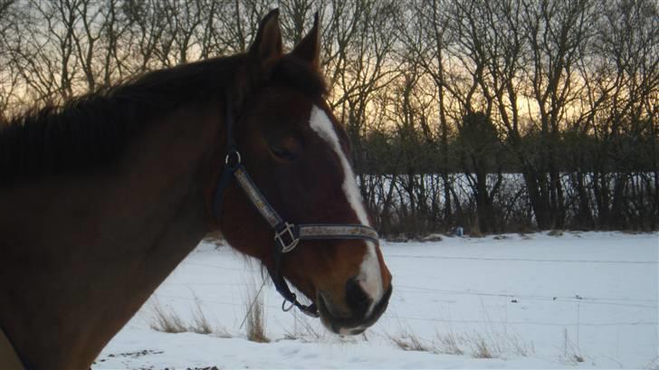 Dansk Varmblod Lavendel (Mouse) - Muose i sneen billede 11