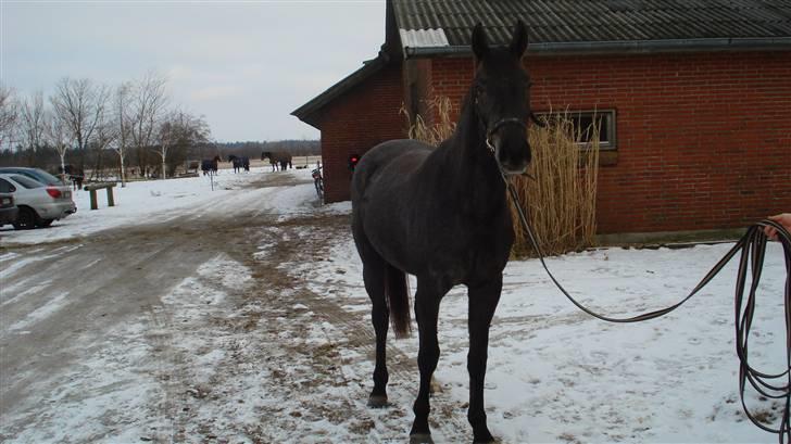 Dansk Varmblod Rosa Dream Girl - Rosa i sneen billede 1