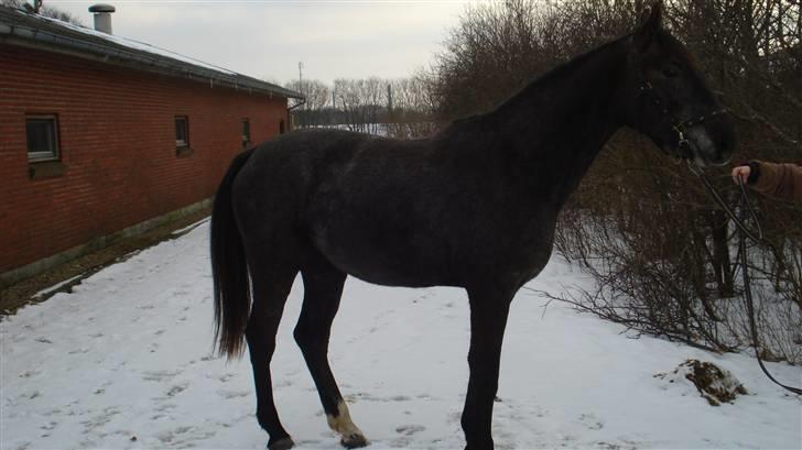 Dansk Varmblod Rosa Dream Girl - Rosa i sneen billede 2