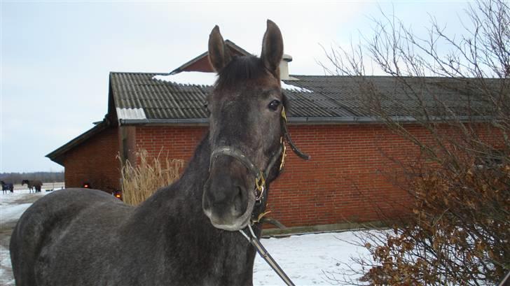 Dansk Varmblod Rosa Dream Girl - Rosa i sneen billede 3