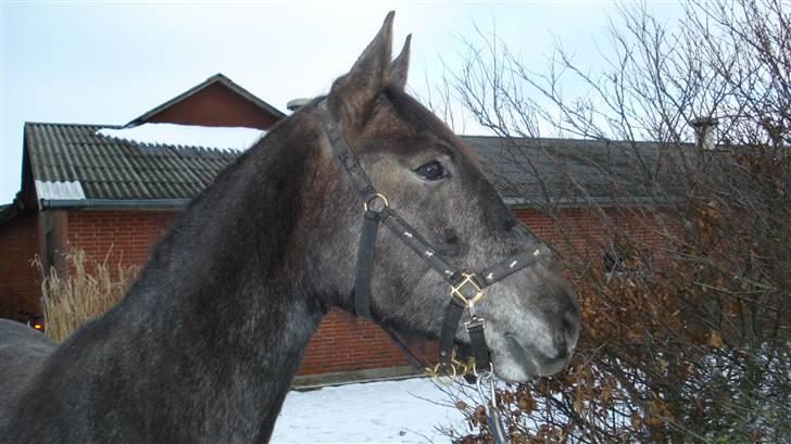 Dansk Varmblod Rosa Dream Girl - Rosa i sneen billede 4