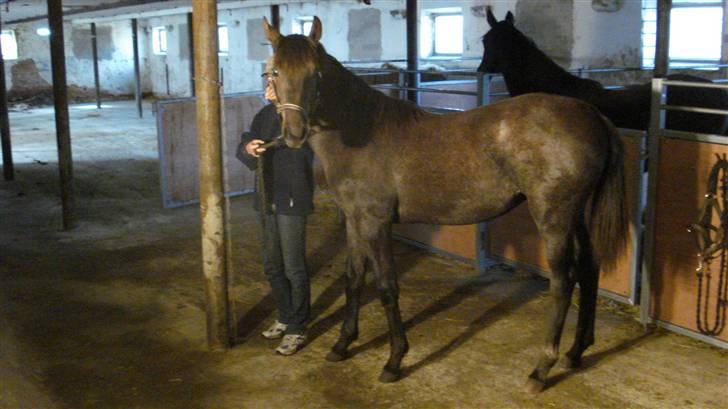 Dansk Varmblod Rosa Dream Girl - Rosa 1 år billede 5