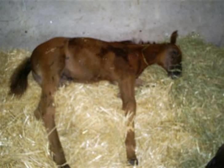 Dansk Varmblod Rosa Dream Girl - Søvnig rosa 2mdr billede 6