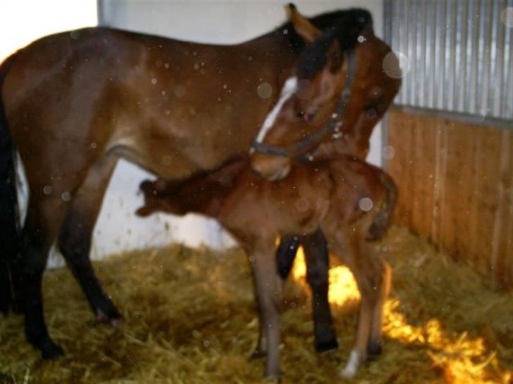 Dansk Varmblod Rosa Dream Girl - Lille Rosa billede 8