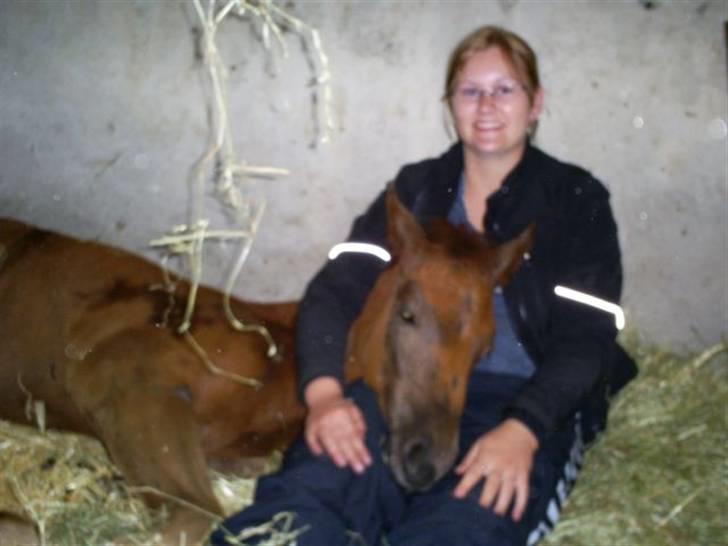 Dansk Varmblod Rosa Dream Girl - Søvnig Rosa billede 9