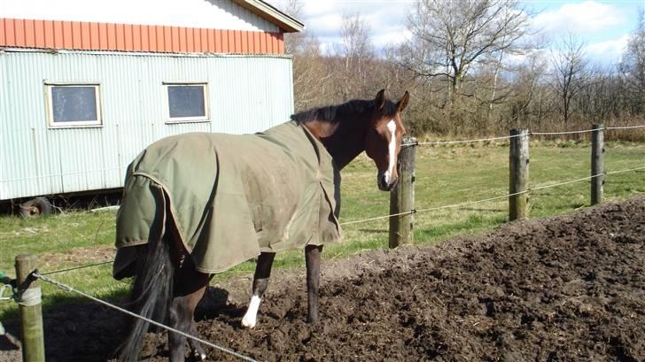 Dansk Varmblod Lavendel (Mouse) billede 12