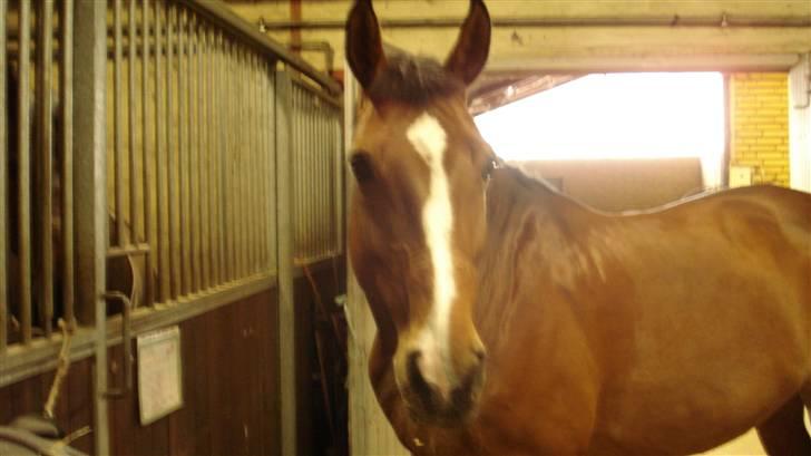 Dansk Varmblod Lavendel (Mouse) billede 13