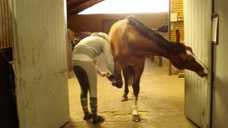 Dansk Varmblod Lavendel (Mouse) billede 14