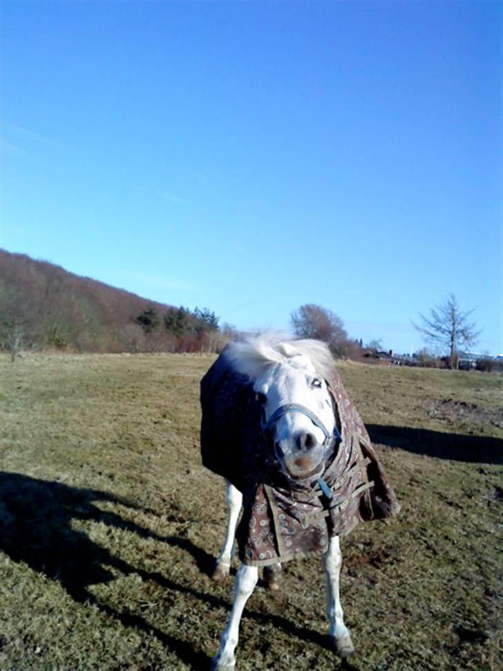 Anden særlig race cavalir(solgt) billede 13