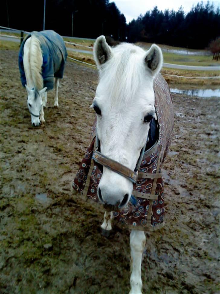 Anden særlig race cavalir(solgt) billede 14