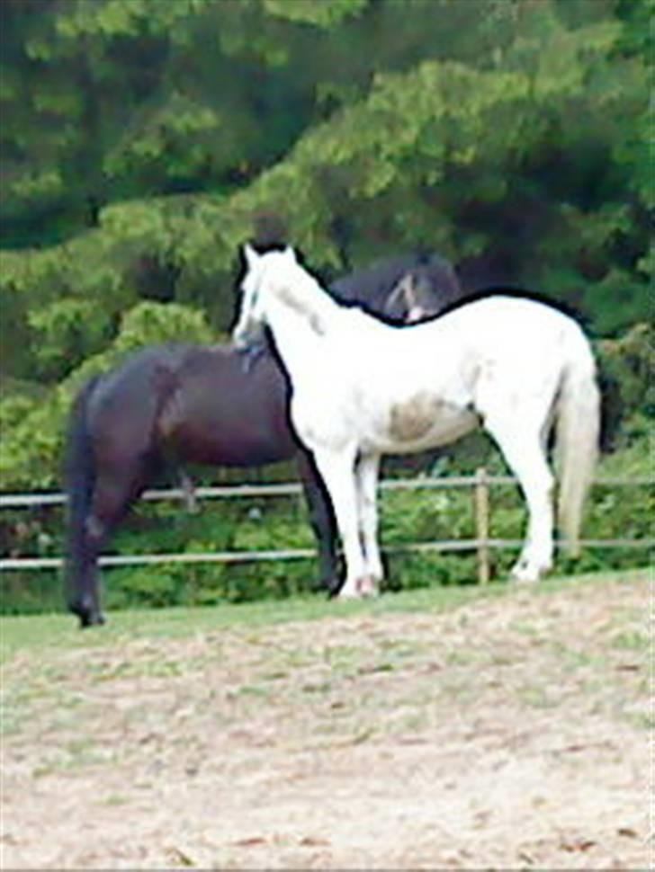 Anden særlig race cavalir(solgt) billede 16