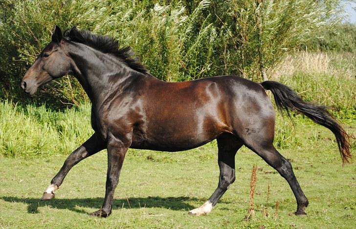 Oldenborg Bitten af kloster  - Bitten tager lige en lille galop, d. 9. August 2010 billede 5