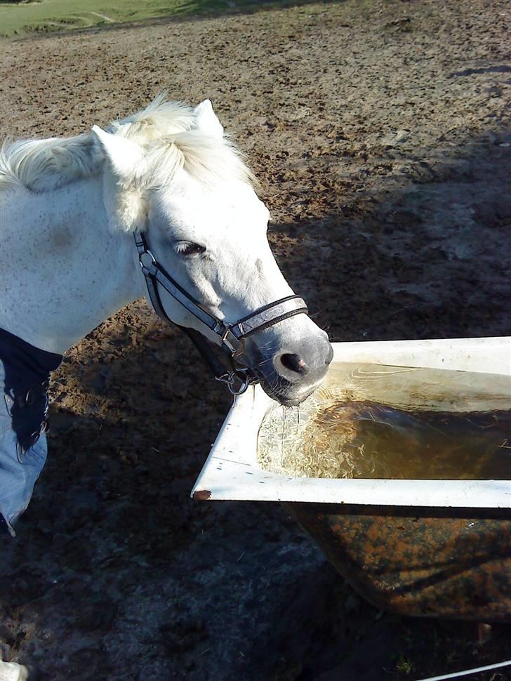 Anden særlig race cavalir(solgt) billede 17