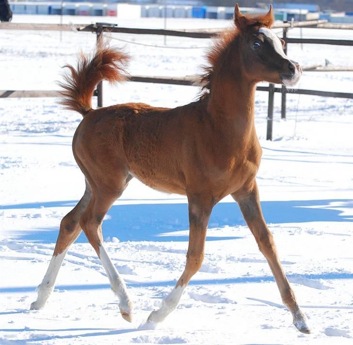 Arabisk fuldblod (OX) Itaya El Shaklan - D. 6 Marts 2010. Hun er bare så skøn. billede 30