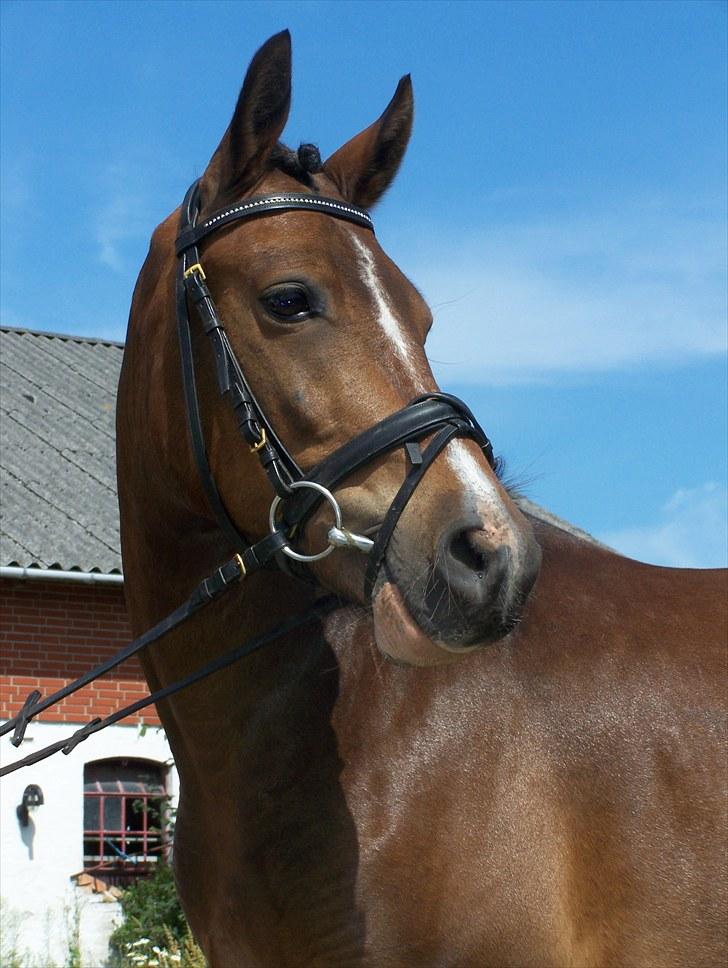 New Forest Lundgaards Bourbon - Taget af Dorte Jensen/Grønvang billede 1