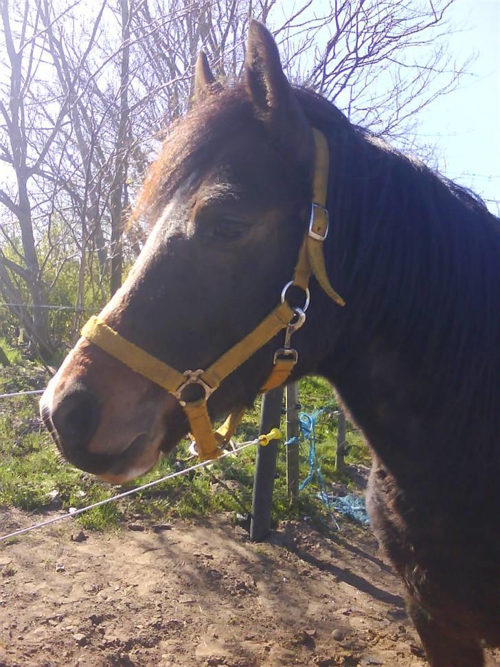 New Forest Lundgaards Bourbon - Taget af Dorte Jensen/Grønvang billede 2