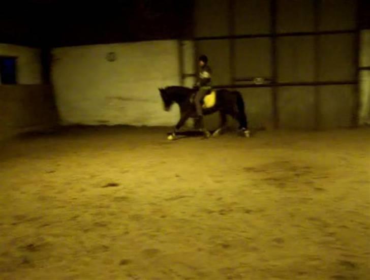 New Forest Lundgaards Bourbon - Taget af mig  Rytter: Marlene billede 3