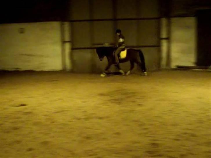 New Forest Lundgaards Bourbon - Taget af mig Rytter: Marlene billede 4