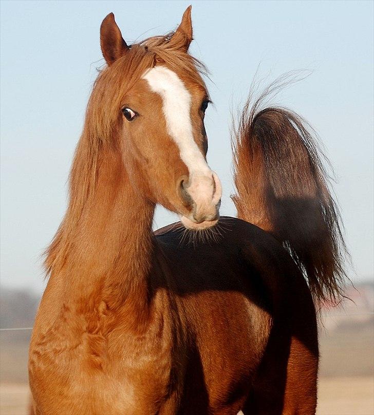 Arabisk fuldblod (OX) Itaya El Shaklan - Den 30 Januar 2011. Men lille danse prinsesse, 1 år og næsten 1 mdr. billede 35