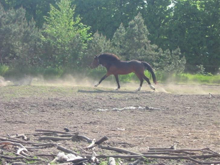 New Forest Lundgaards Bourbon - Taget af Dorte Jensen/Grønvang billede 5
