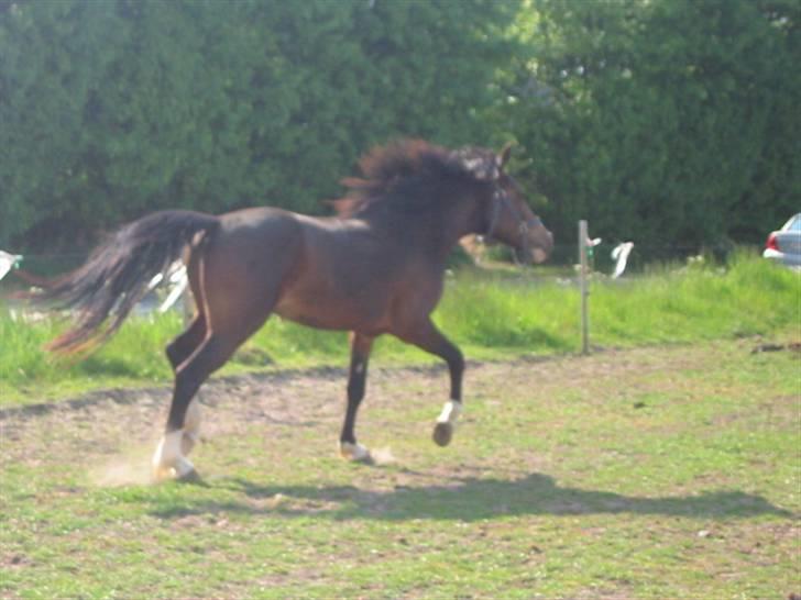 New Forest Lundgaards Bourbon - Taget af Dorte Jensen/Grønvang billede 6